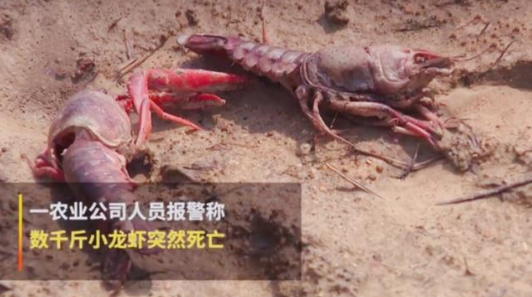 如何通過互聯(lián)網(wǎng)加強(qiáng)品牌管理-熊孩子毒死小龍蝦事件之我見
